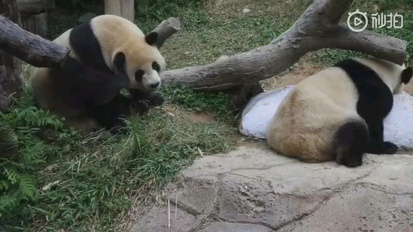 [长隆三胞胎]叨叨我的毛.三宝还在一起的时候(我的微博存货)