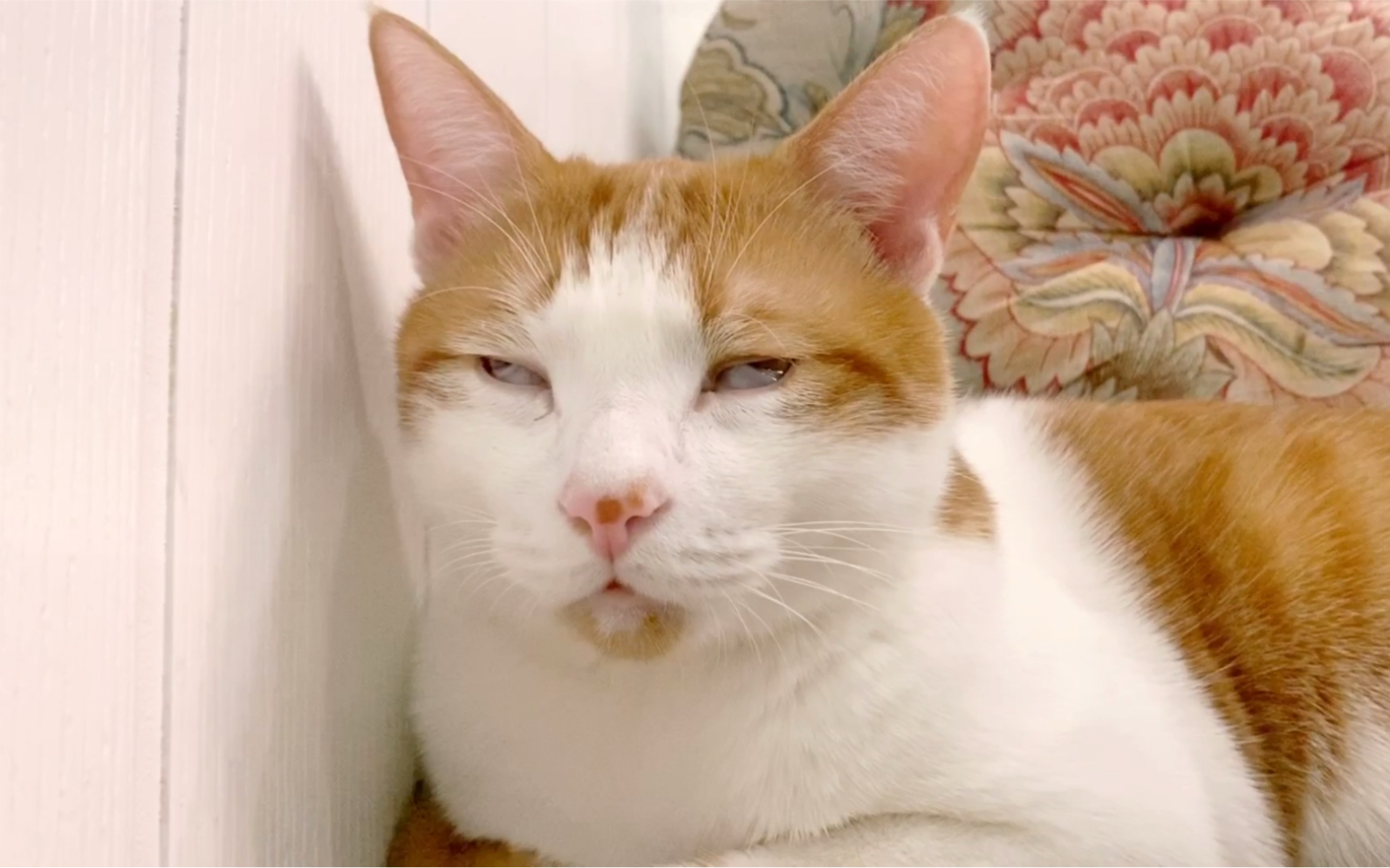 小猫咪强忍睡意～蠢萌蠢萌!