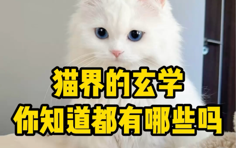 养猫真的可以招财哔哩哔哩bilibili