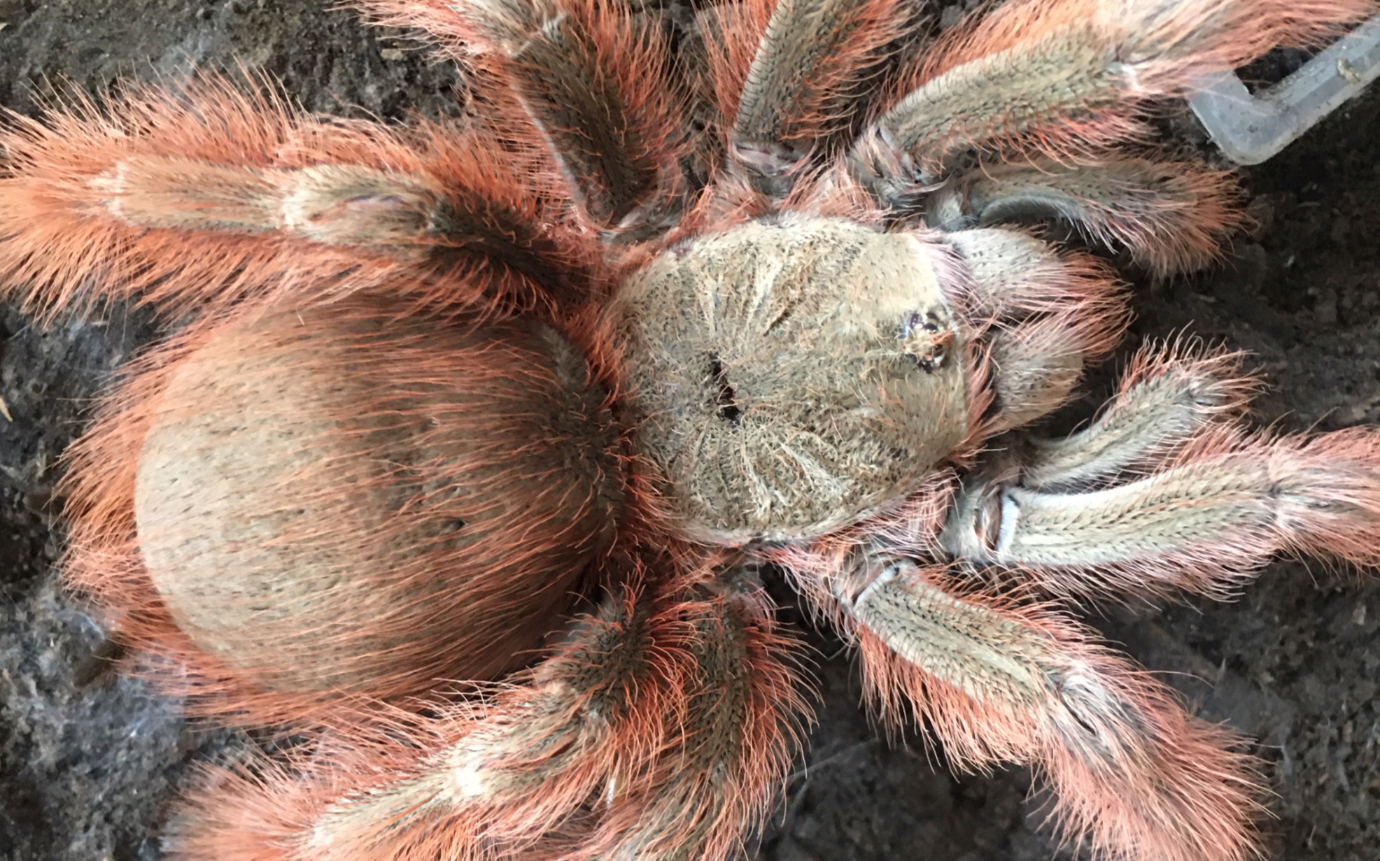 巴西巨人金毛b.y.o.b18cm成体母