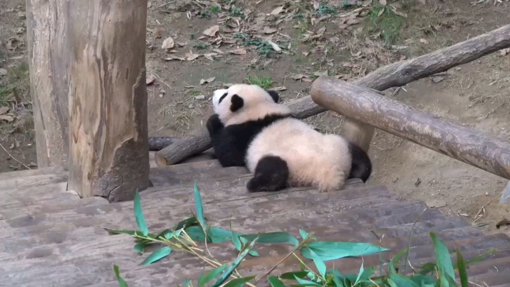 [图]地球最可爱的福宝