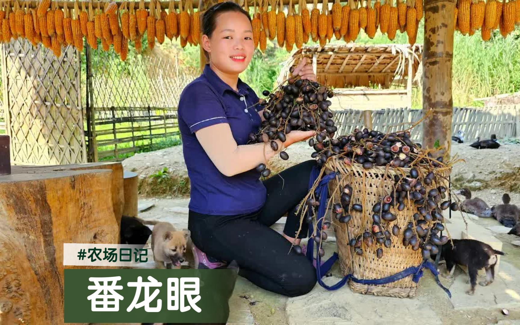 女子深山建农场/孤身进山寻野果/浑身是宝番龙眼/摘得一筐集市售哔哩哔哩bilibili