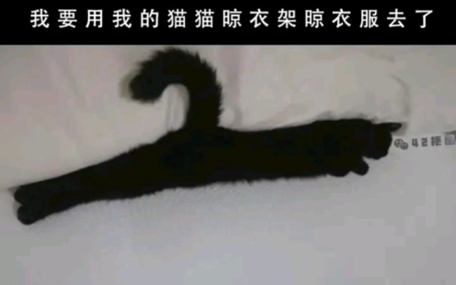 【梗图】猫猫?晾衣架?各种类型的meme(15)哔哩哔哩bilibili