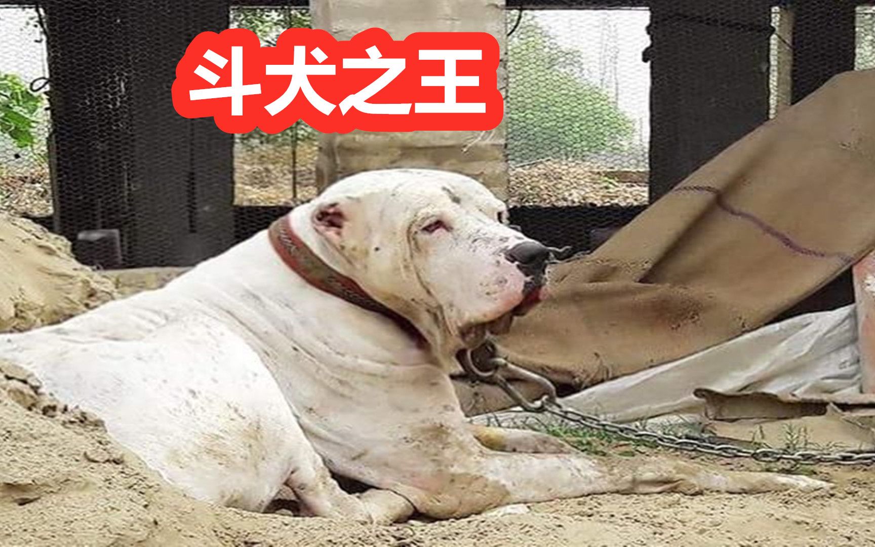 在它面前比特犬是弟弟,库达犬体型比比特大三倍,战斗力惊人哔哩哔哩bilibili