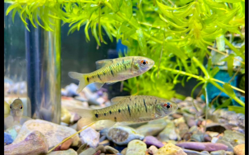 【养鱼】条纹小鲃 day44