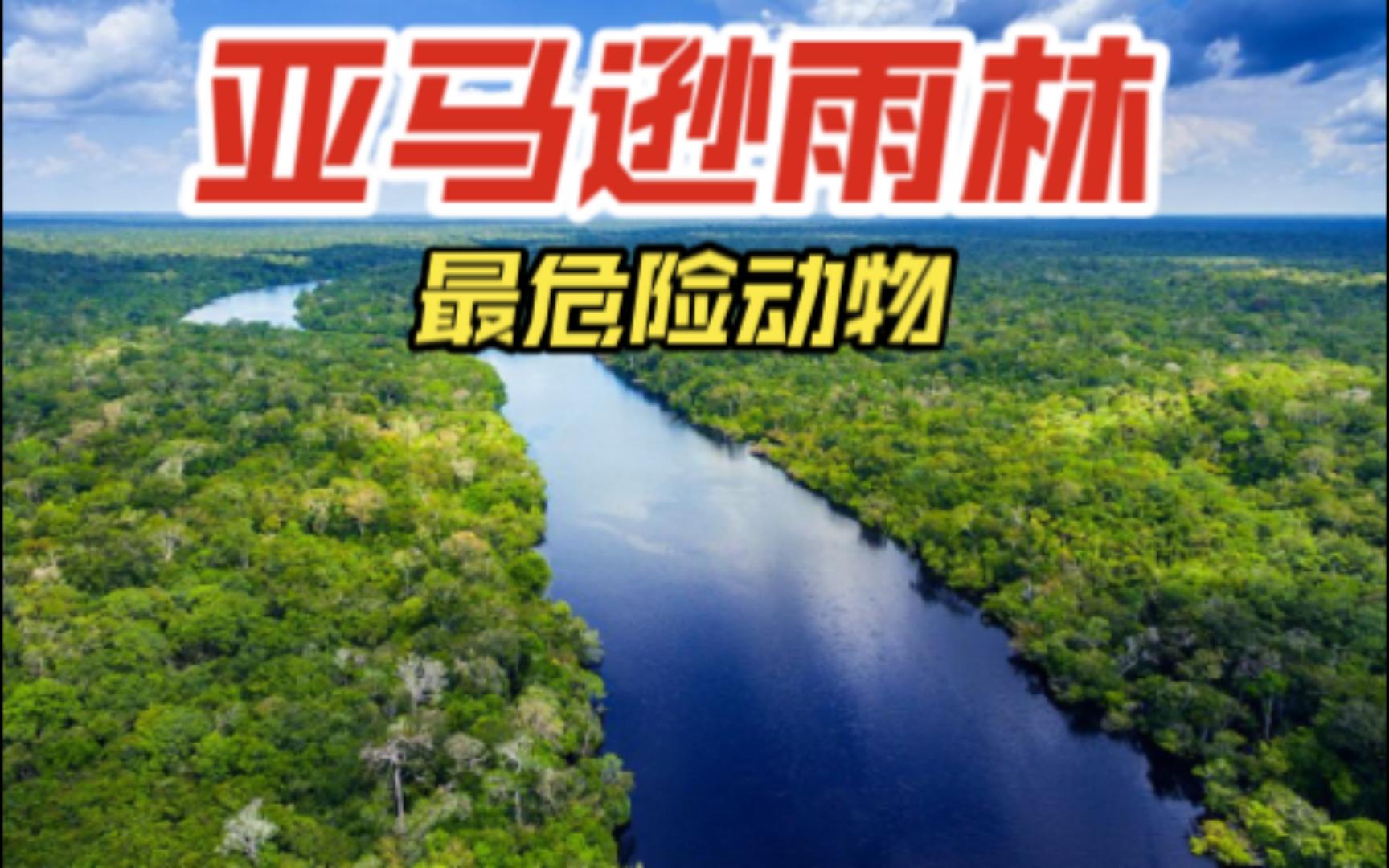 亚马逊热带雨林中排名第7-5名最危险的动物