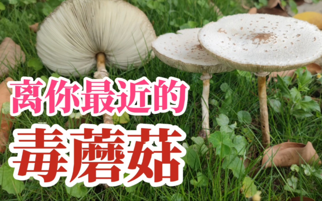 【造成全国最多吃菌中毒事件的元凶】大青褶伞 Chlorophyllum molybdites哔哩哔哩bilibili