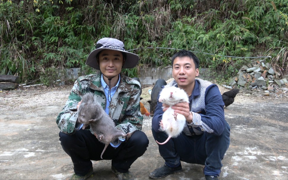 [图]只有成为白色的竹鼠才可以活下去，漂亮警告