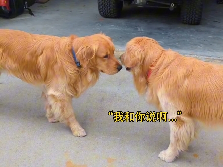 当抚慰犬遇到自己的前辈时哔哩哔哩bilibili