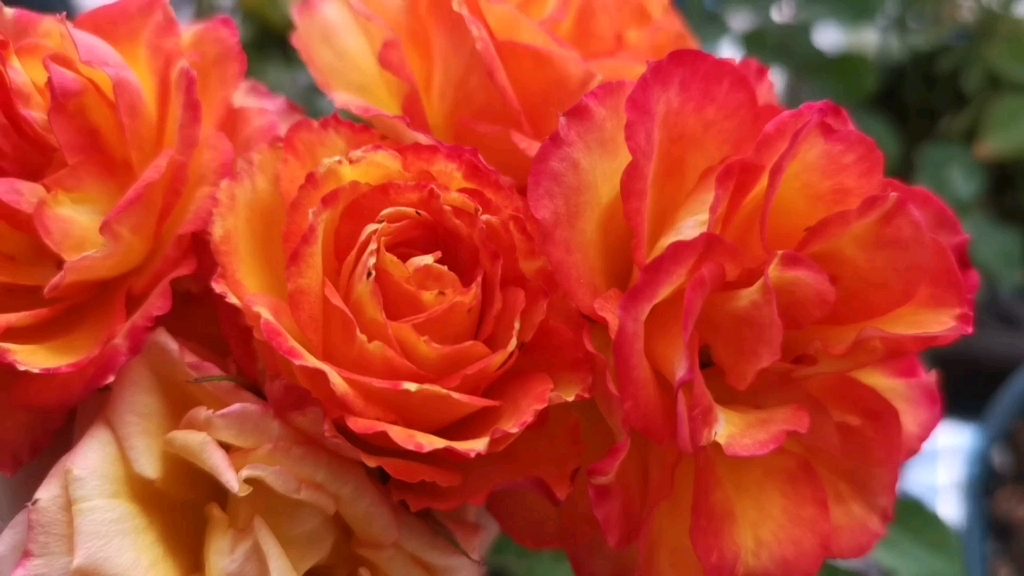 花市里买到的惊喜阳台月季!"火焰"真的名副其实!