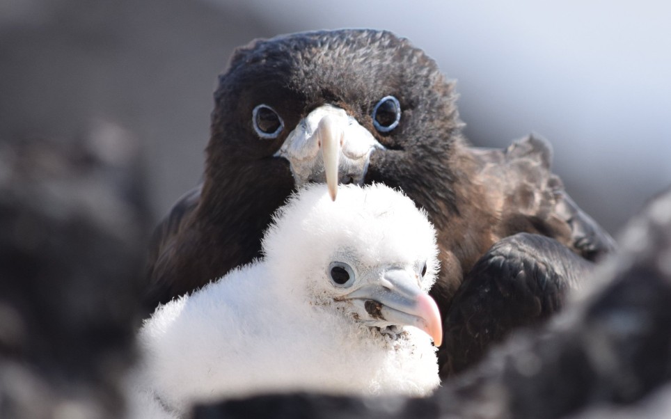 【阿岛军舰鸟】鸟岛的一天