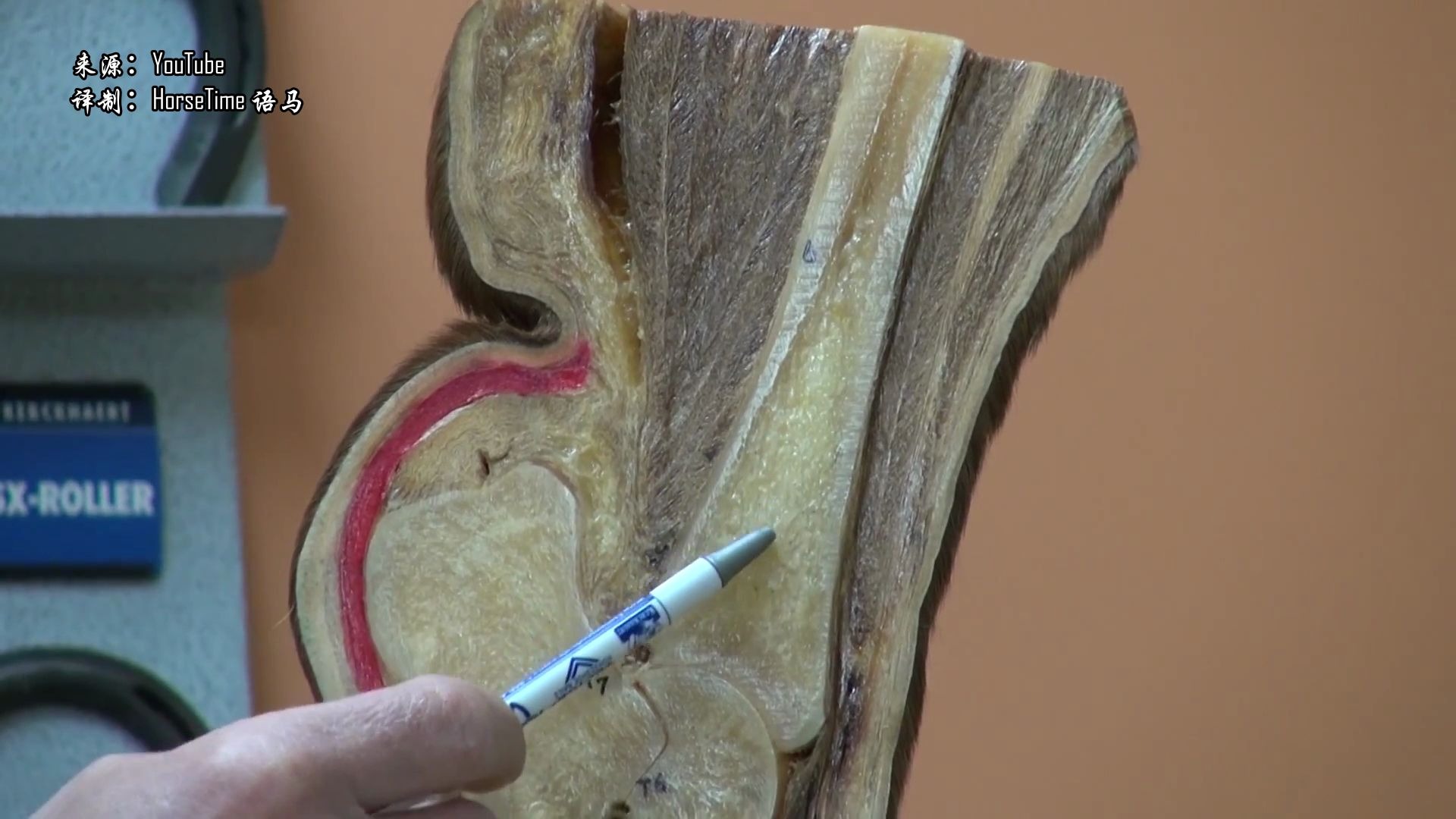 马小腿的解剖结构记住多少了?_哔哩哔哩_bilibili