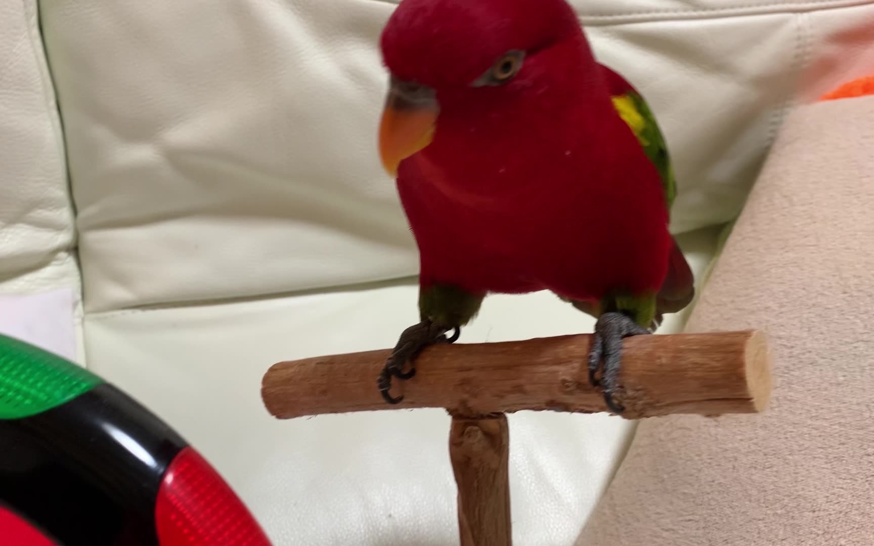 [图]红鸟银莓 Red birb is starting up!