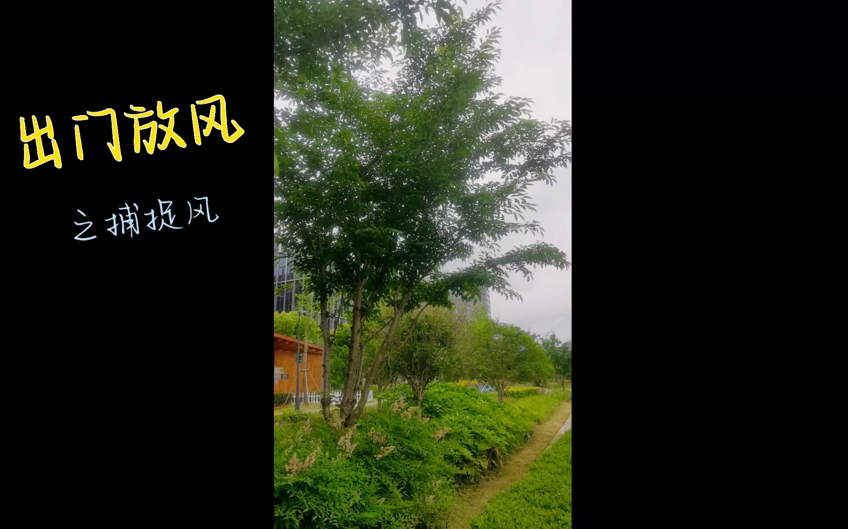 活动  【出门放风 之 捕捉风】记上海居家70多天第二次出小区