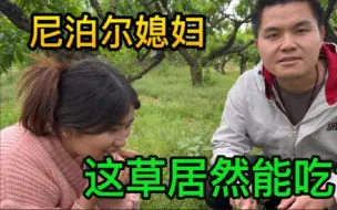 Download Video: 尼泊尔媳妇第一次摘果子，却只关注地上的草，还要让我一起吃？