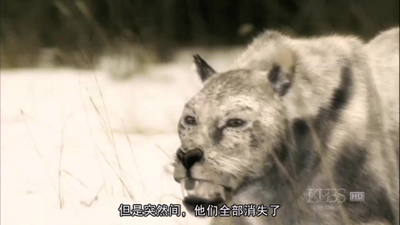 [图]生肉 中文字幕 PBS《猛犸大灭绝 last extinction》