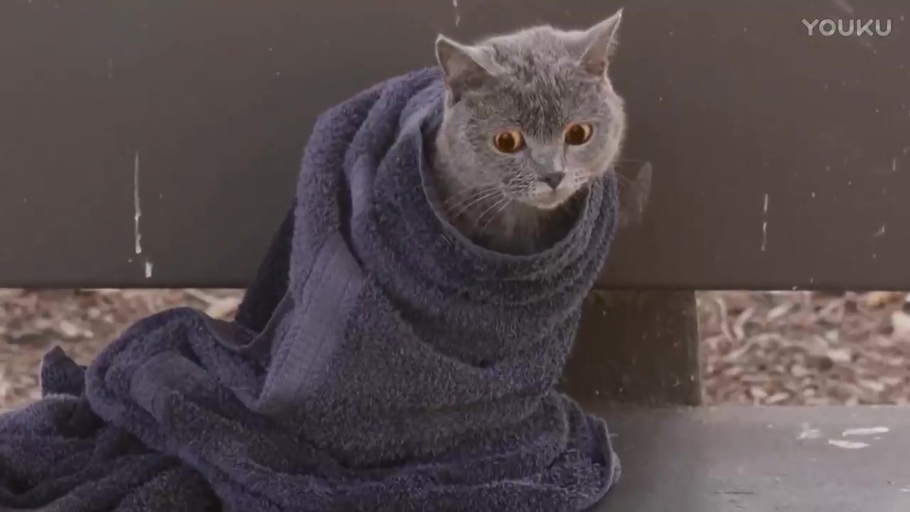 【猫男aaronsanimals】猫粮被凶悍的大鹅抢走 看猫咪怎么机智抢回来