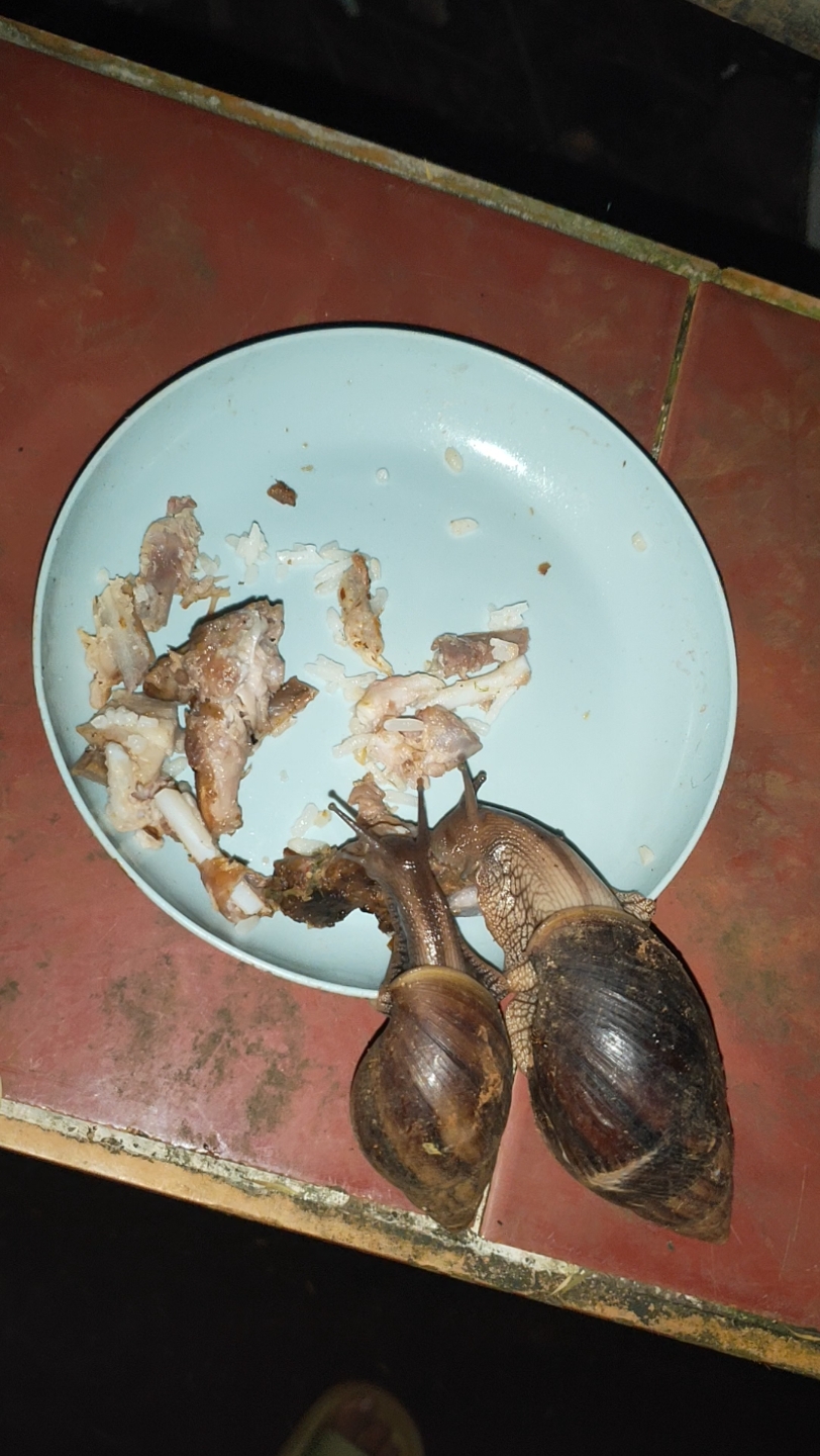 蜗牛吃肉骨头,蜗牛开荤了,还是很怕湿湿软软的物种