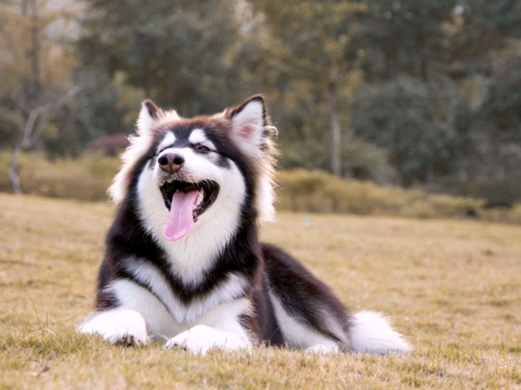 可爱的阿拉斯加犬