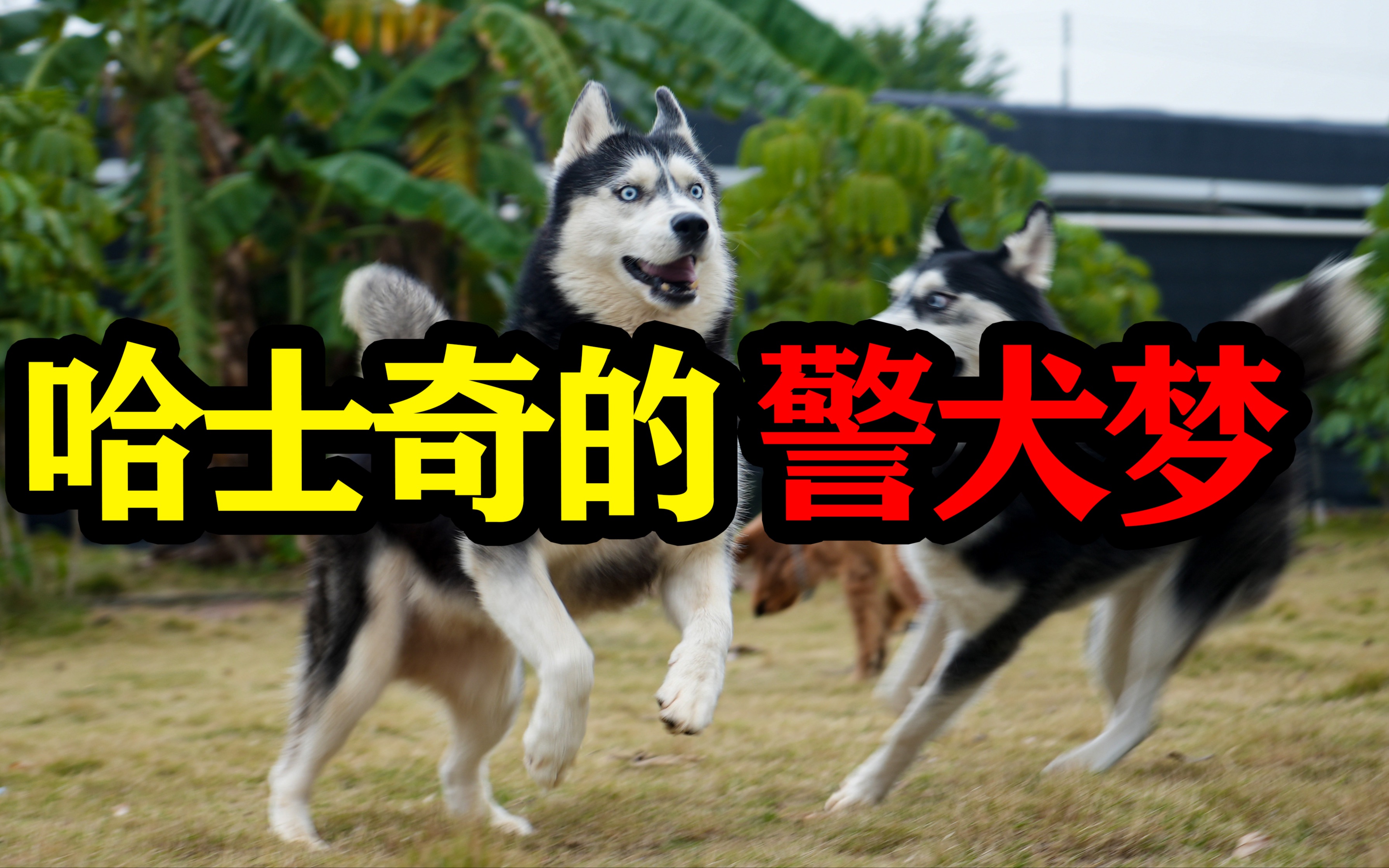 [图]哈士奇警犬季第一集