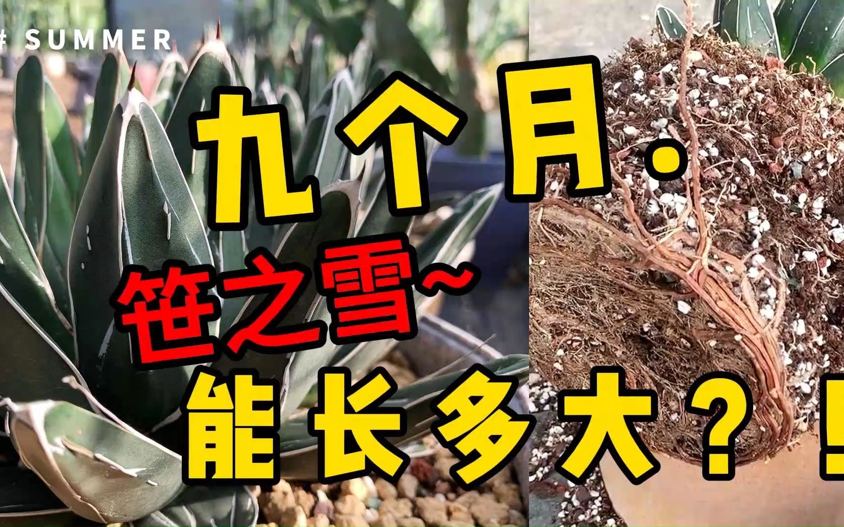 九个月,笹之雪这种大型龙舌兰能长多大?|荒漠植物|Agave|Vlog 09 笹之雪龙舌兰换盆记录哔哩哔哩bilibili