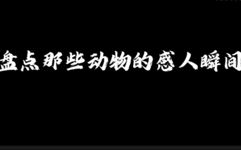 盘点那些动物的感人瞬间哔哩哔哩bilibili