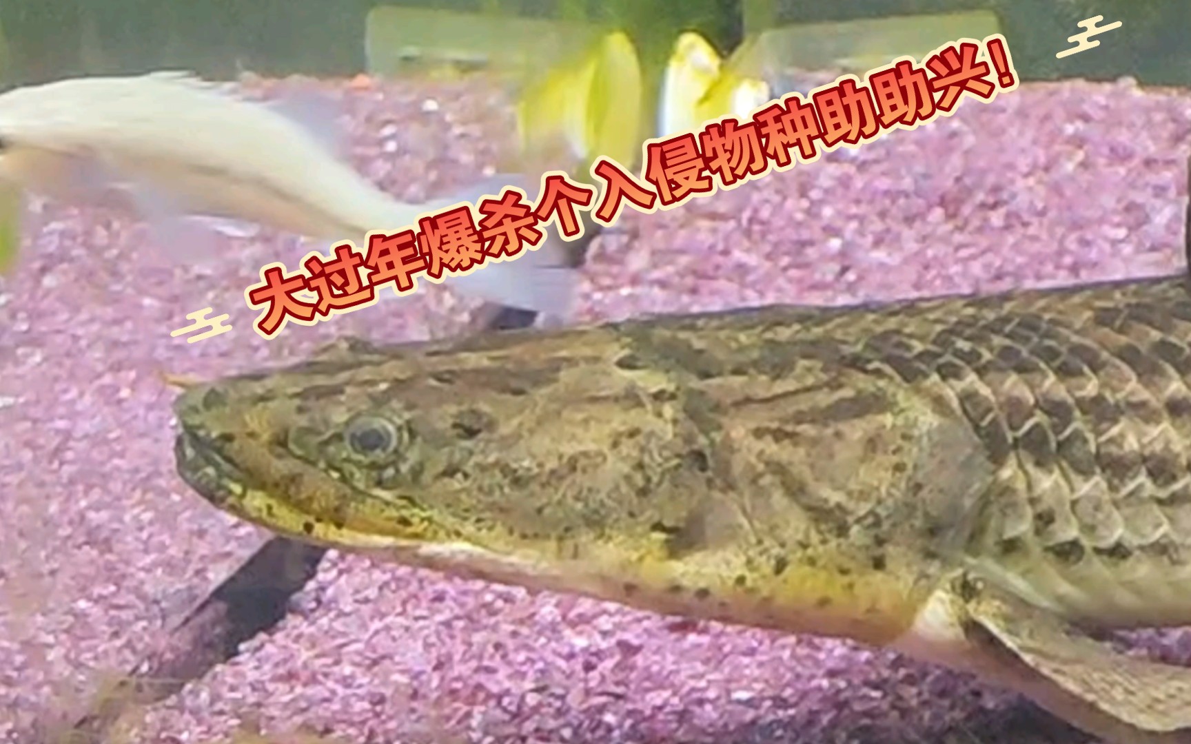 黄金恐龙王爆杀入侵物种