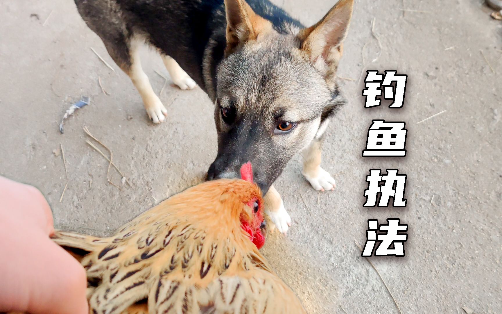 小土狗被关了一个月，今天不咬鸡明天就释放-佚村夫-佚村夫-哔哩哔哩视频