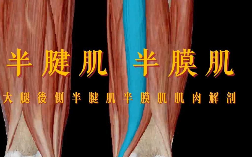 快速学习 半腱肌 半膜肌 肌肉解剖哔哩哔哩bilibili