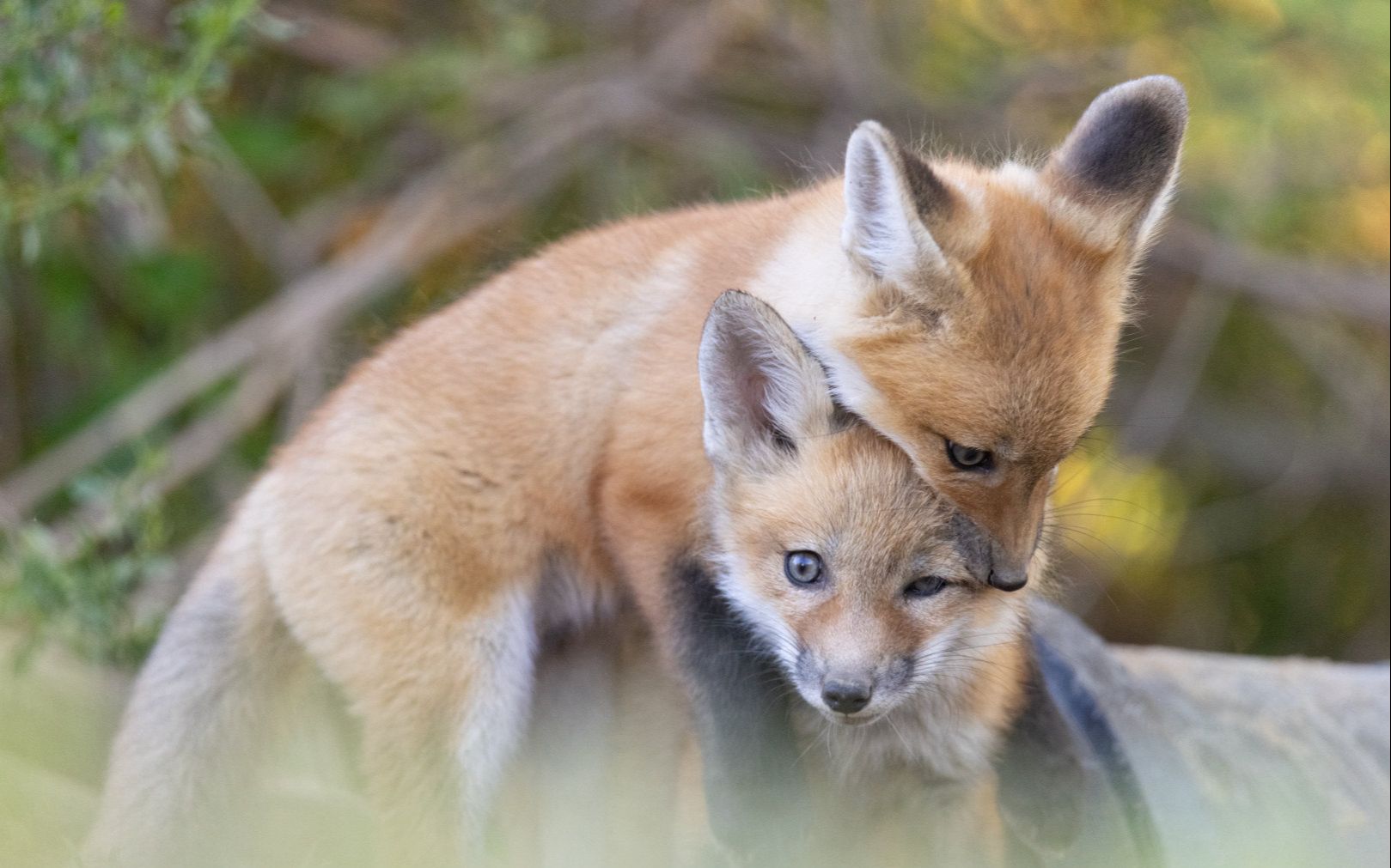 小狐狸大胜利ap5毒雾图安洁莉娜在休假