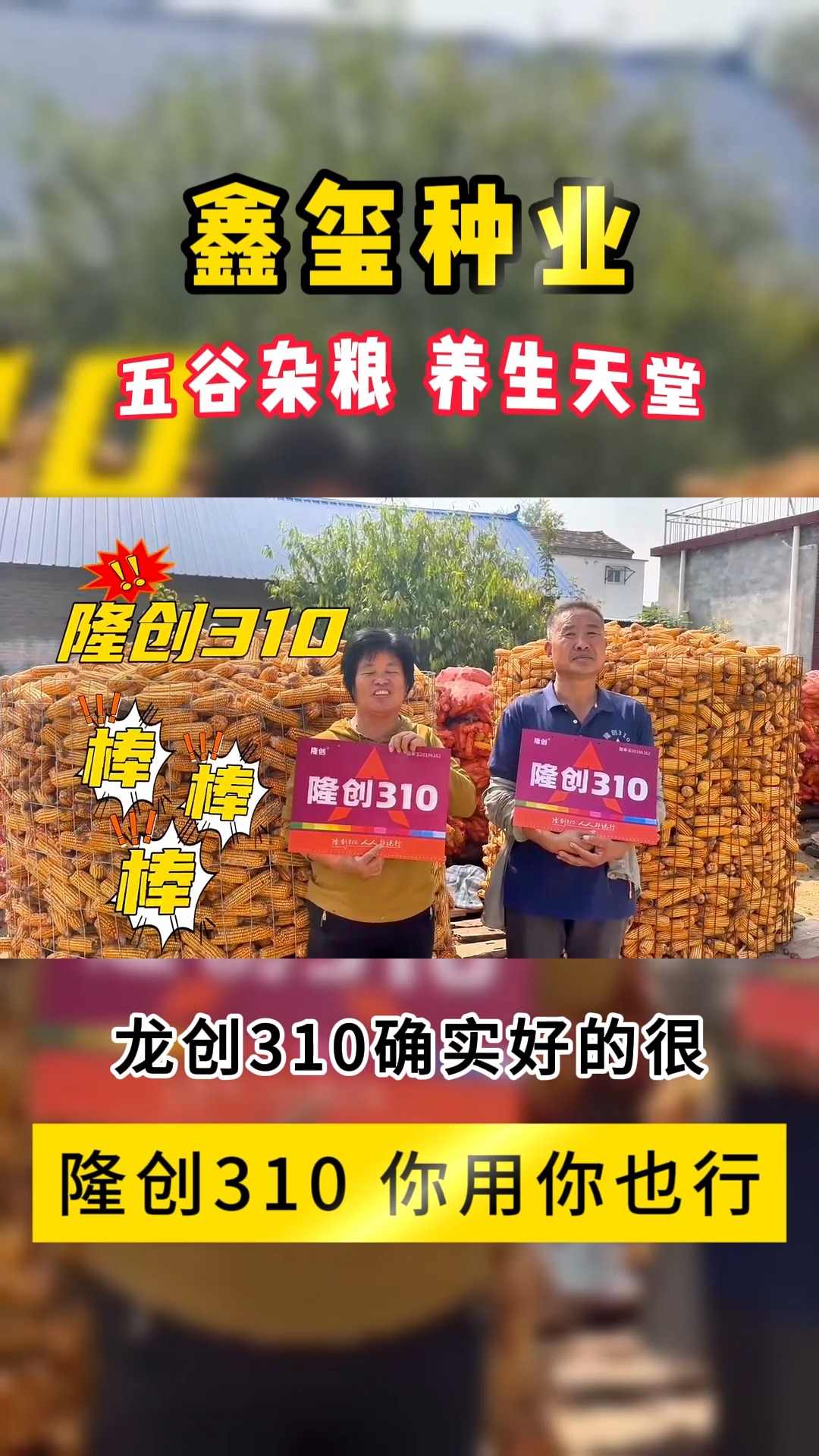 鑫玺种业五谷杂粮养生天堂#一分耕耘一份收获#高产玉米种子