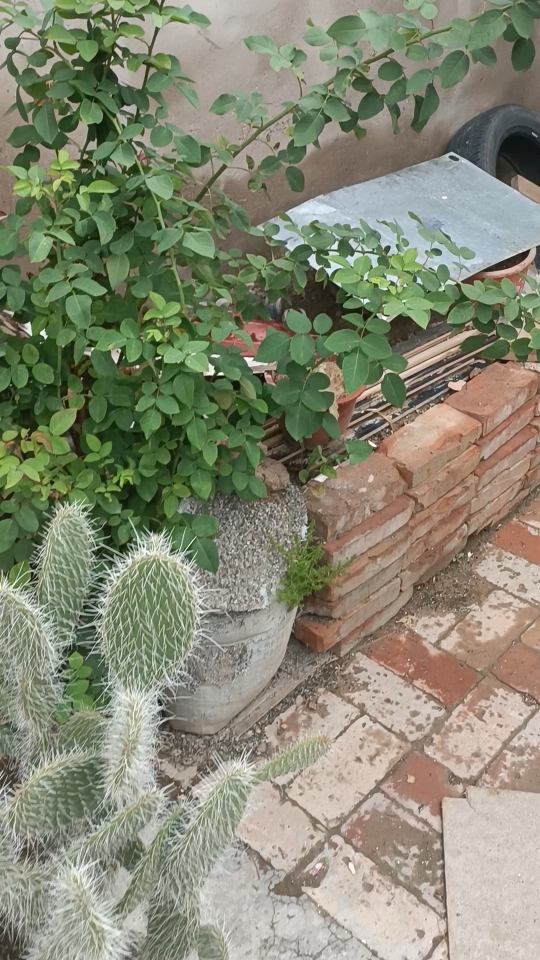 [图]家中自种的植物