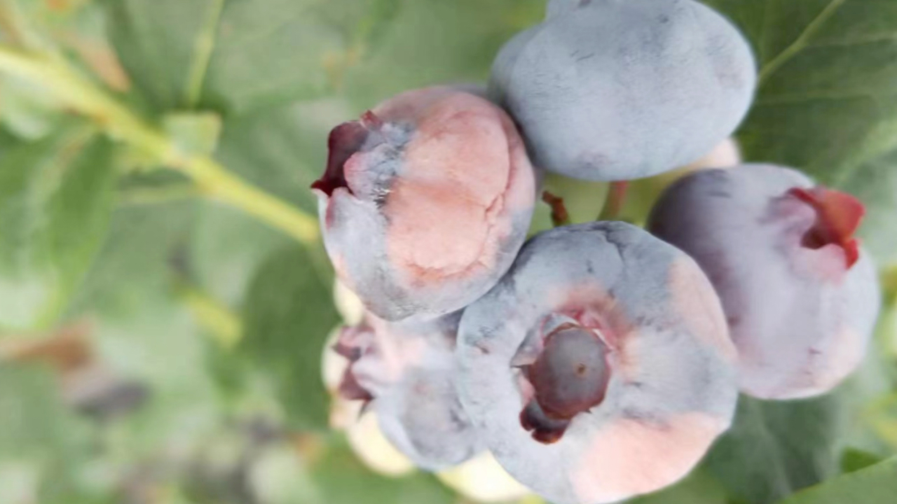 蓝莓灰霉病图片