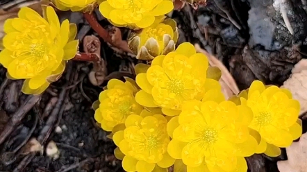 [图]林海雪莲花的开放