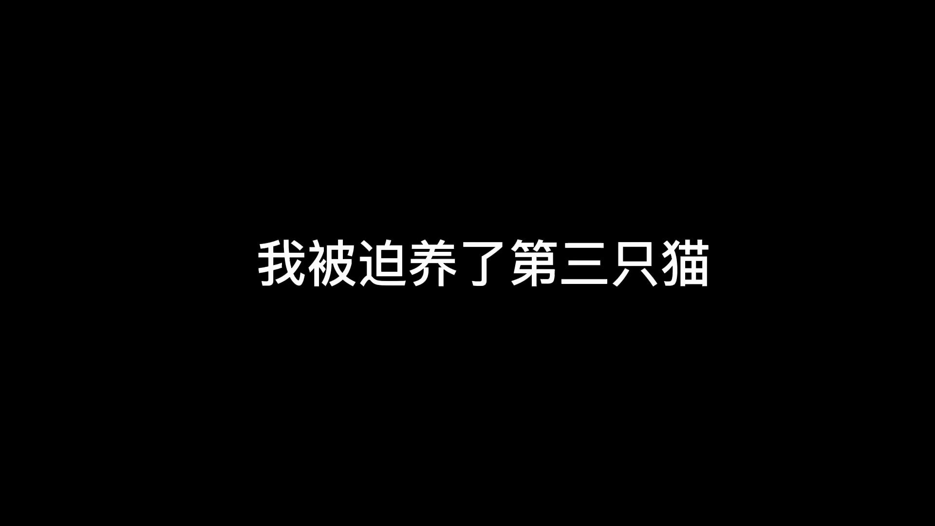 [图]我被迫养了第三只猫...瞬间升级成为了拥有三只吞金兽的贫困户。。。