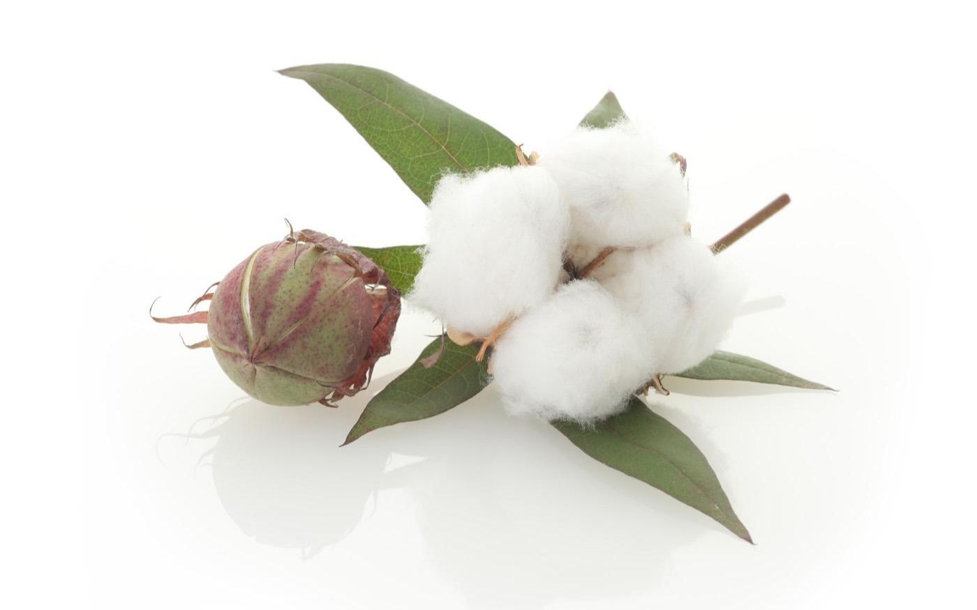 hm耐克们你们对新疆棉花一无所知