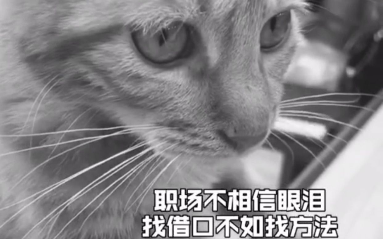 [图]猫咪职场篇之“职场不相信眼泪”