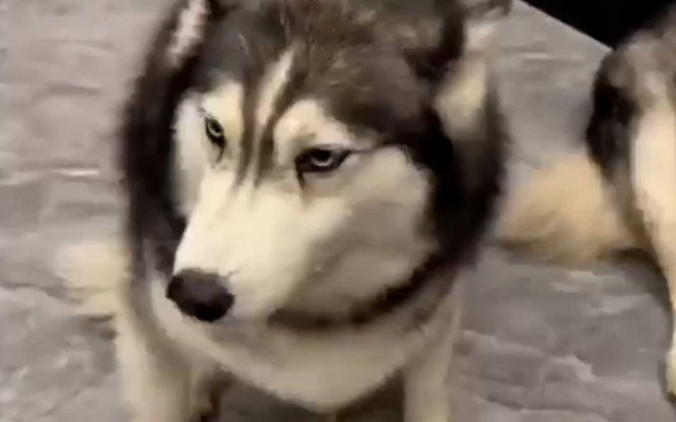 狗狗护食经常被挨嘴巴子,久而久之就学会了闪躲,网友