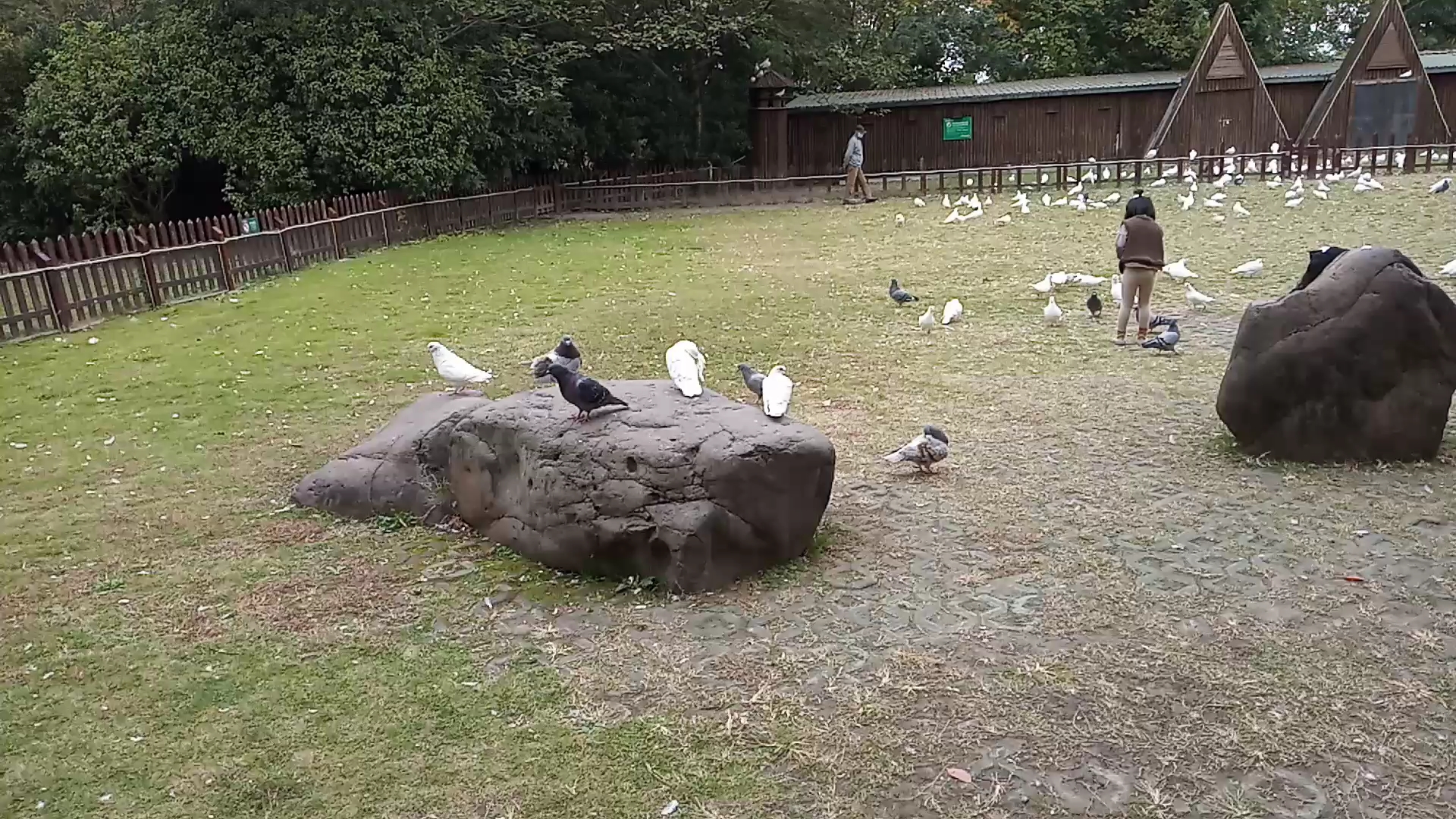 上海野生动物园——鸽子