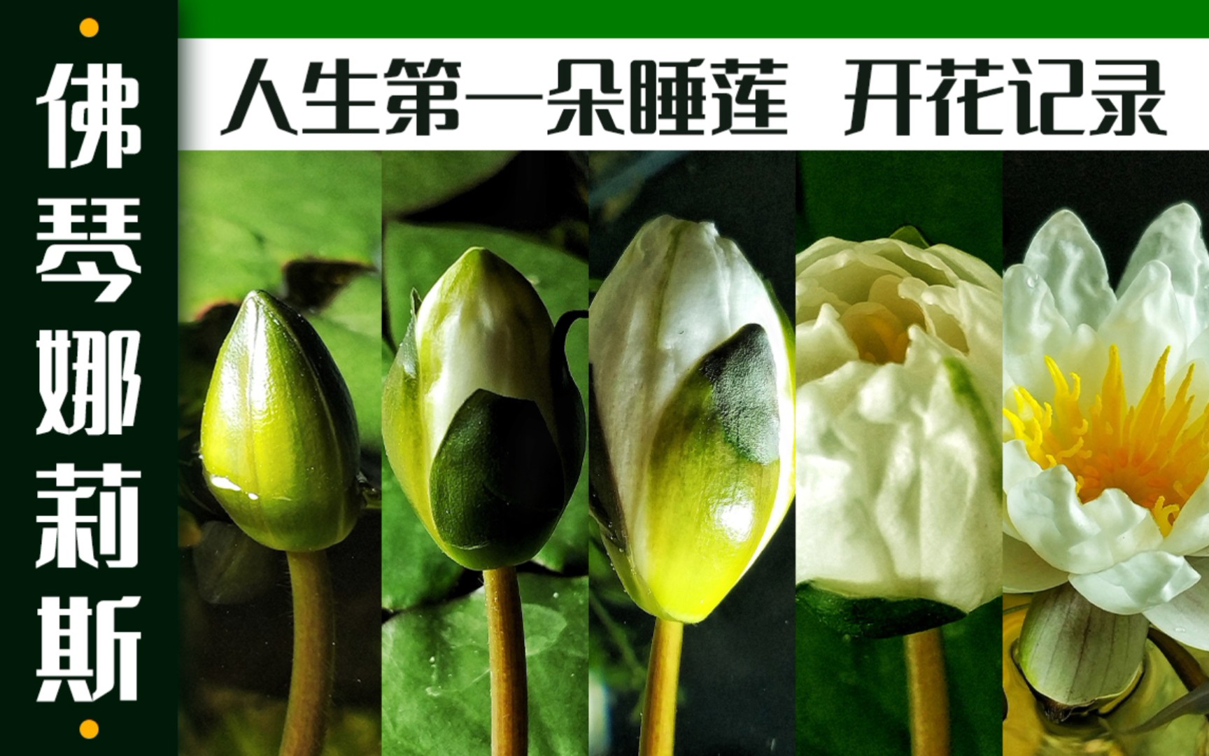 60睡莲缸睡莲网购需谨慎尽管是宿迁荷包蛋不过开花也很好看