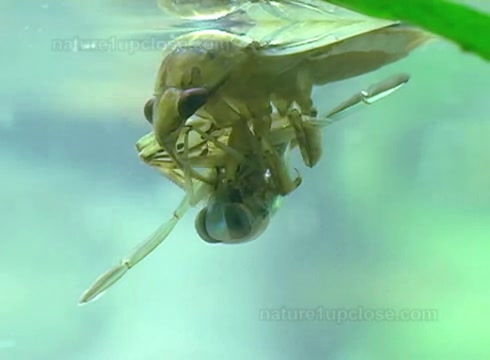 水蝽捕食 Waterbug hunting哔哩哔哩bilibili