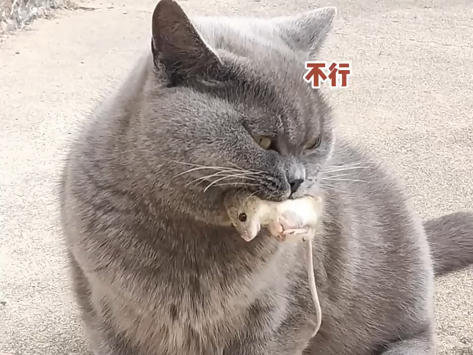 搞笑配音超搞笑 #动物搞笑视频 #记录猫咪日常的生活