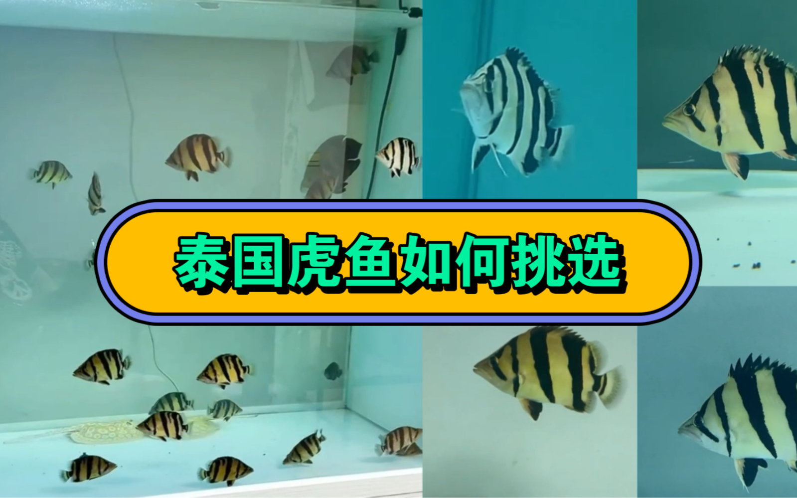 泰國虎魚如何挑選?