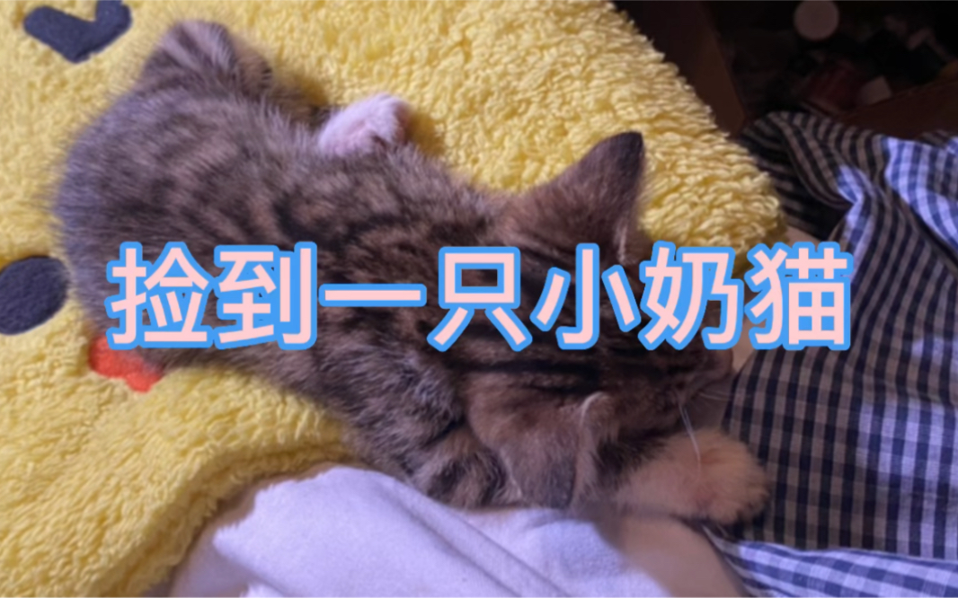 [图]关于捡到一只小奶猫？！