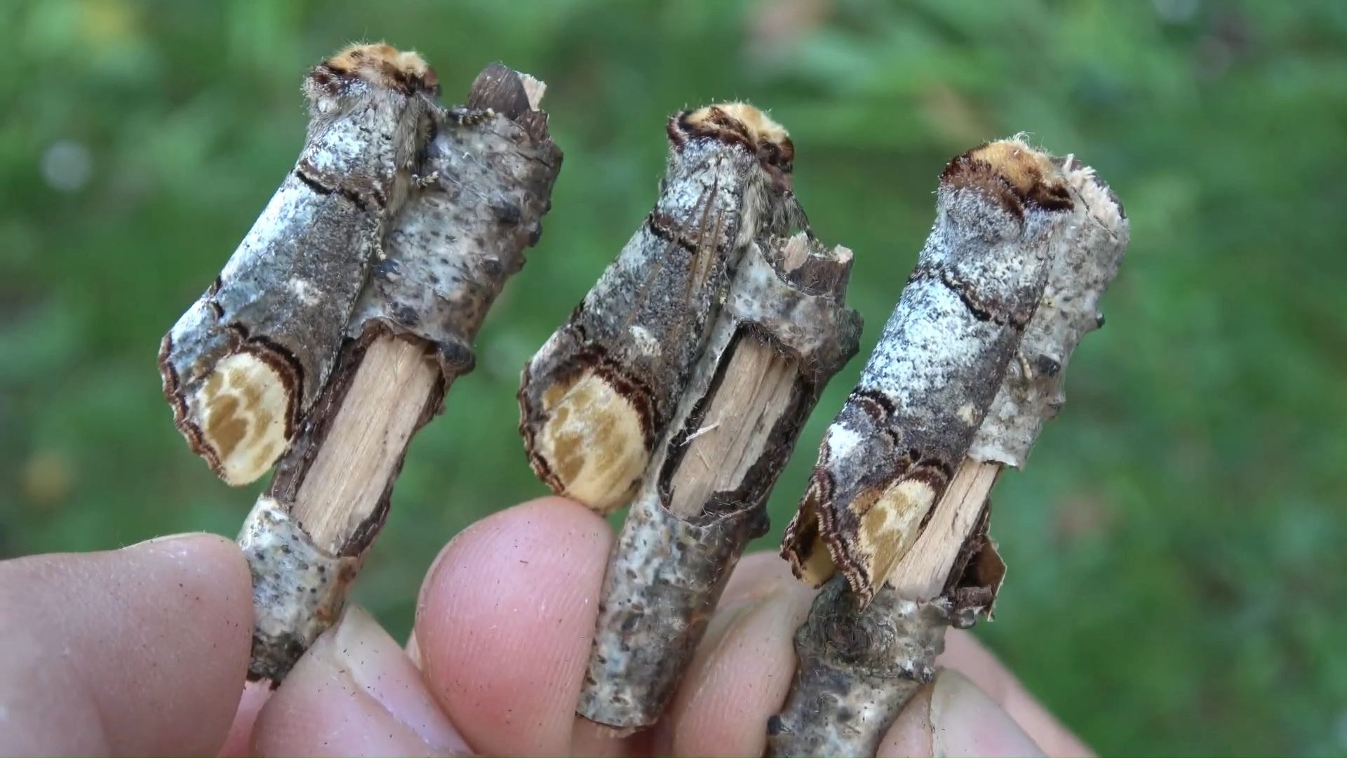 圆黄掌舟蛾伪装成小小树枝