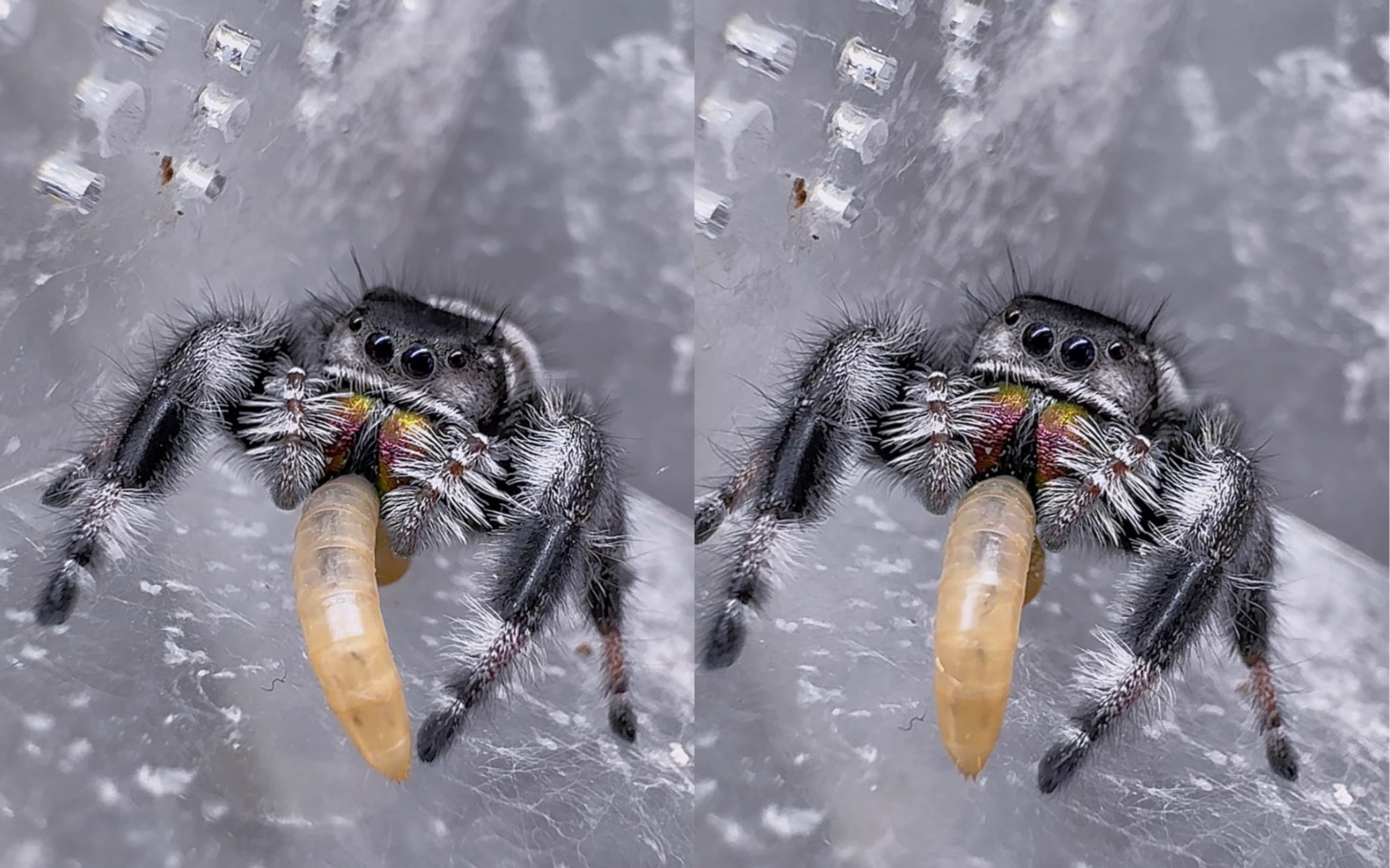 【mo家崽】非要吃给我看|佛罗里达跳蛛