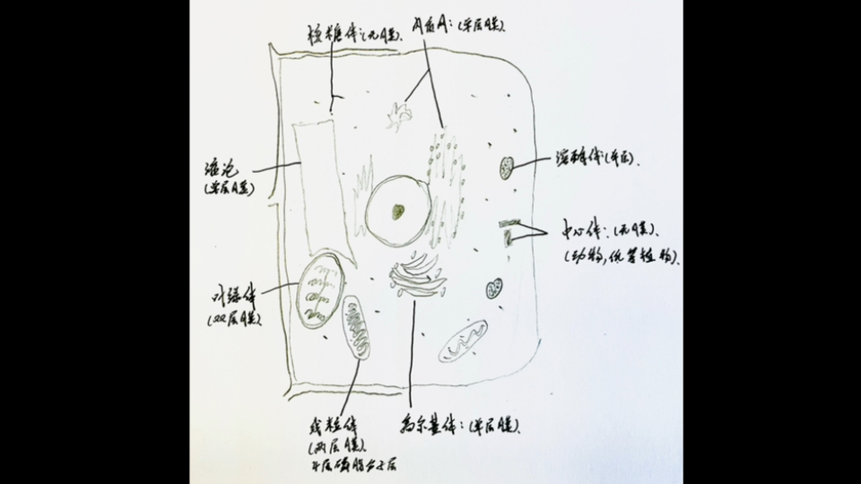 细胞器平面图图片