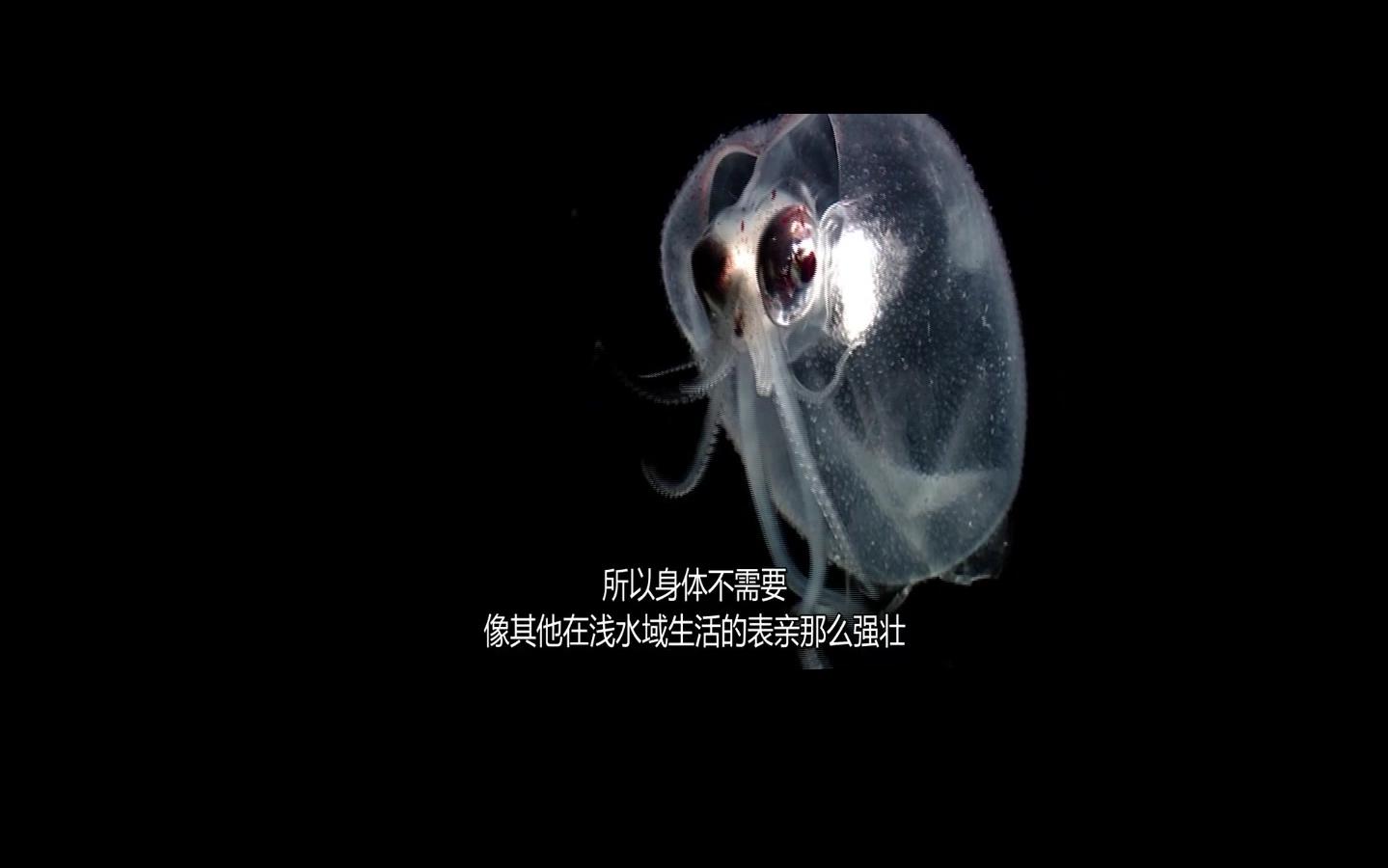 [图]奇妙的大自然--海洋生物