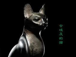 Download Video: 古埃及的猫