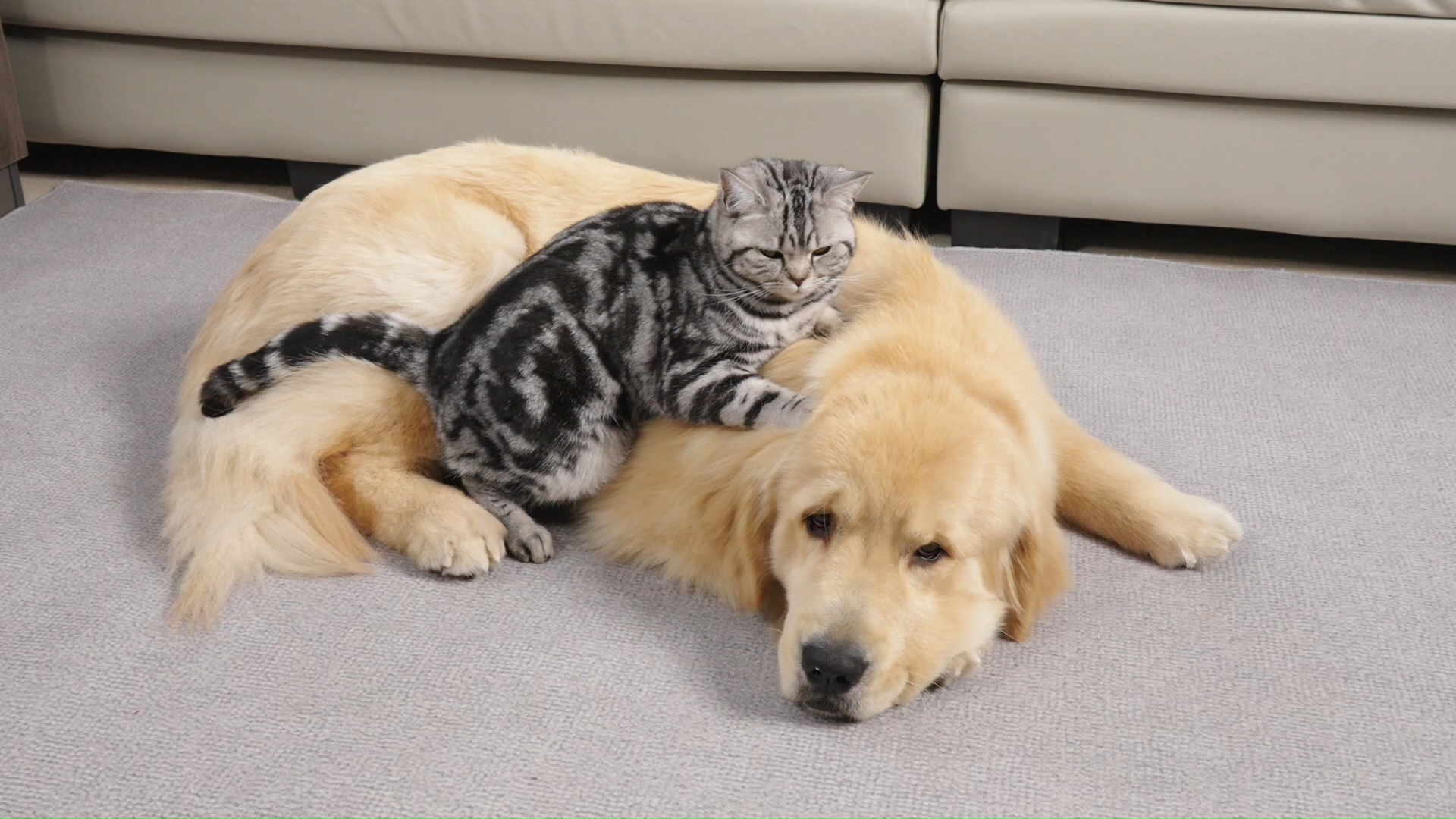 金毛和猫是形影不离的恋人!